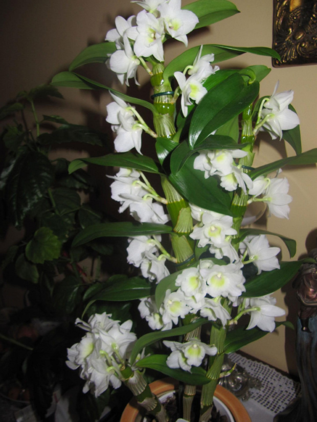 Dendrobium