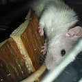 Tulio z Borysem #rat #rats #szczur #szczury