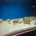 Lamprologus caudopunctatus Kapamp i Lamprologus ocellatus Gold
