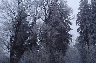 #PuszczaBiałowieska