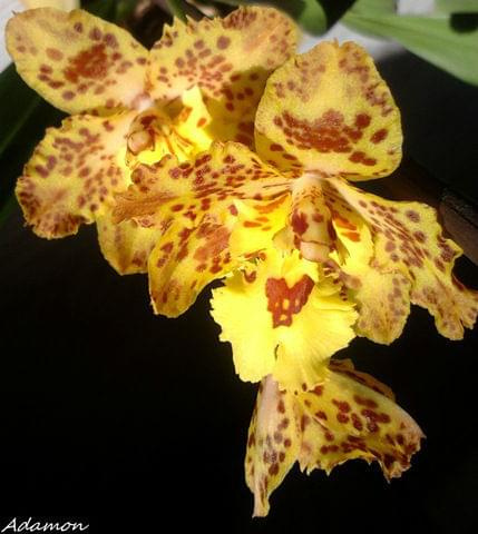 Storczyk #Orchidea