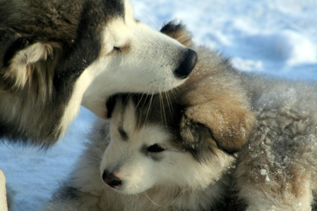 alaskan malamute