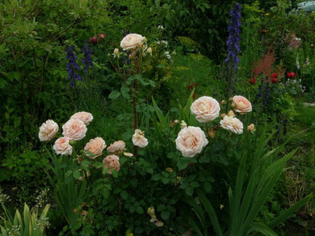 Abraham DArby #róże