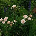 Abraham DArby #róże