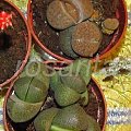 lithops - żywe kamienie #ŻyweKamienie