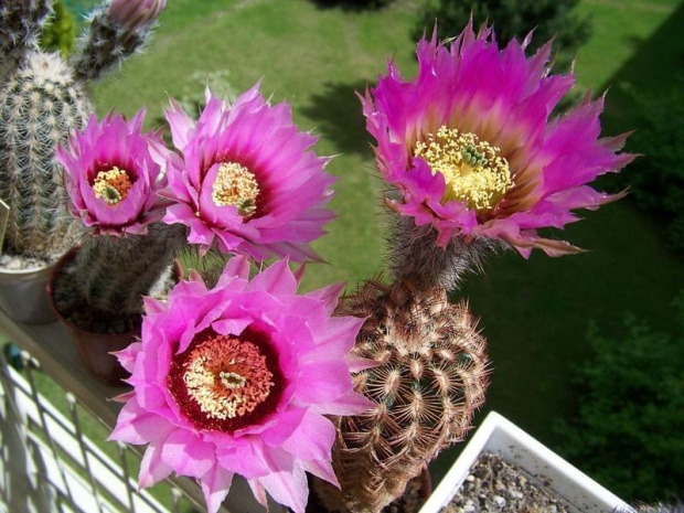 Echinocereus