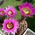 Echinocereus