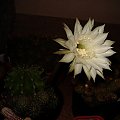 Echinopsis