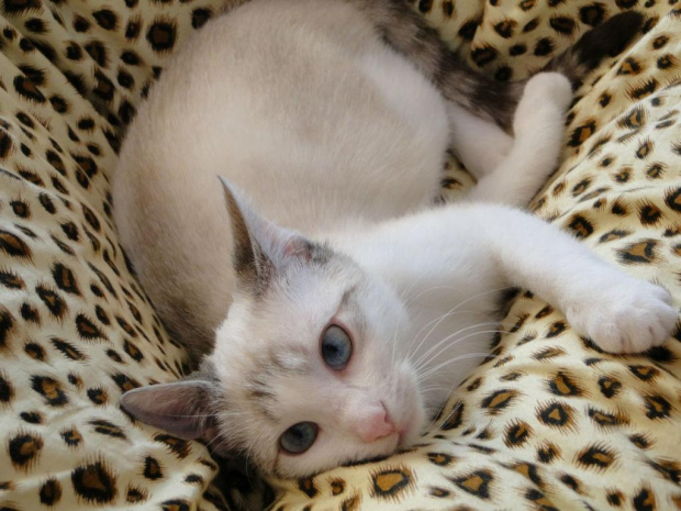 Koty do adopcji #adopcja #adopcje #Gliwice #kocięta #kot #kotki #koty #pomoc #przygarnę #schronisko #zaadoptuję #zwierzęta