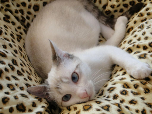 Koty do adopcji #adopcja #adopcje #Gliwice #kocięta #kot #kotki #koty #pomoc #przygarnę #schronisko #zaadoptuję #zwierzęta