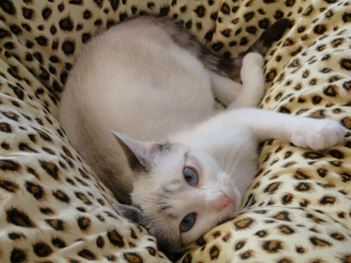 Koty do adopcji #adopcja #adopcje #Gliwice #kocięta #kot #kotki #koty #pomoc #przygarnę #schronisko #zaadoptuję #zwierzęta