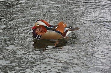 I staw nabrał kolorków :) #kaczki #mandarynki #staw #kaczorek