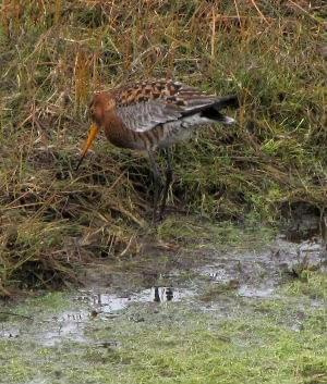 Rycyk (szlamik rycyk) (Limosa limosa) #ptaki #rycyk #natura #przyroda