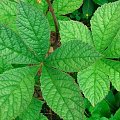 Rodgersia pinnata Hercules (Rodgersja pierzasta) Herkules