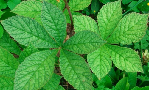 Rodgersia pinnata Hercules (Rodgersja pierzasta) Herkules