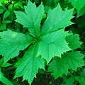 Rodgersia podophylla (Rodgersja stopowcolistna)