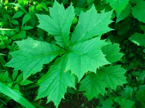 Rodgersia podophylla (Rodgersja stopowcolistna)