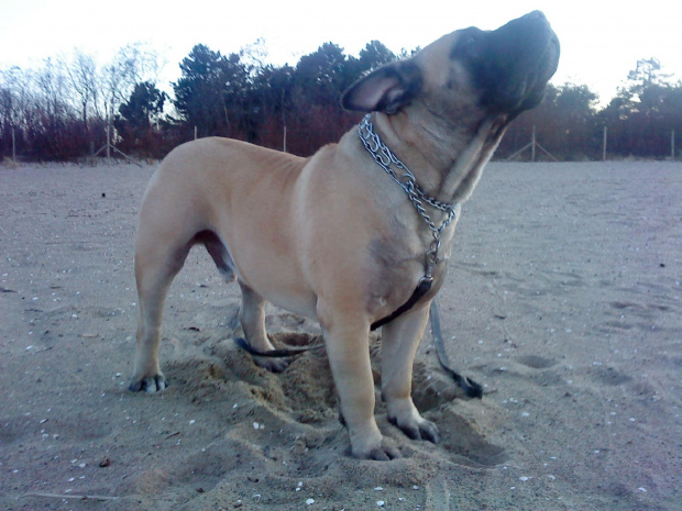 Boerboel Szejk, Shek Xantiland marzec 2012 #boerboel #Shek #Szejk #Xantiland