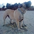 Boerboel Szejk, Shek Xantiland marzec 2012 #boerboel #Shek #Szejk #Xantiland