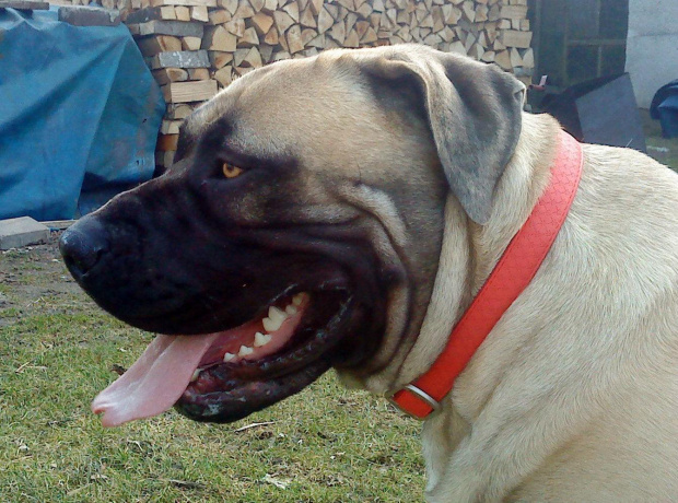 Boerboel Szejk, Shek Xantiland marzec 2012 #boerboel #Shek #Szejk #Xantiland