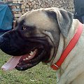 Boerboel Szejk, Shek Xantiland marzec 2012 #boerboel #Shek #Szejk #Xantiland