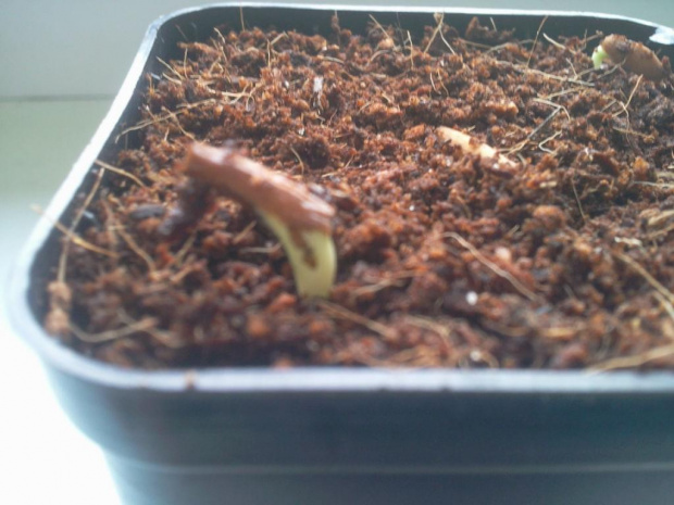 adenium