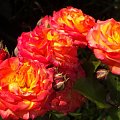 #kwiat #róża #kolor #natura