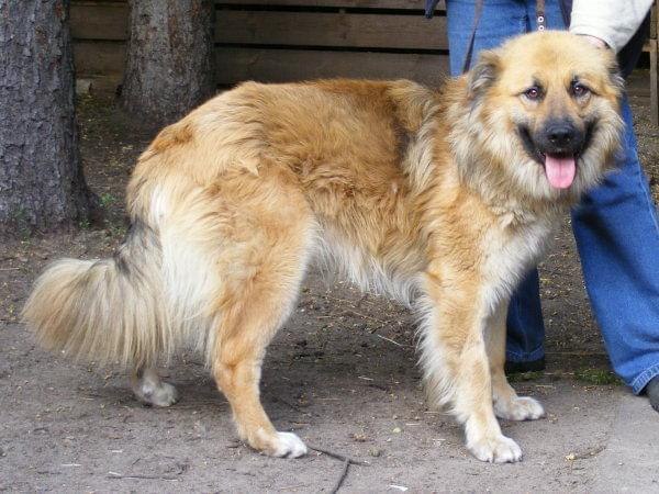 Kaszmir w typie leonberger 18.06.2009r