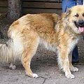 Kaszmir w typie leonberger 18.06.2009r