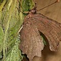 Polygonia c-album