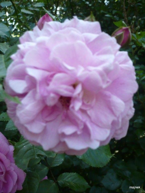 #róże #kwiaty