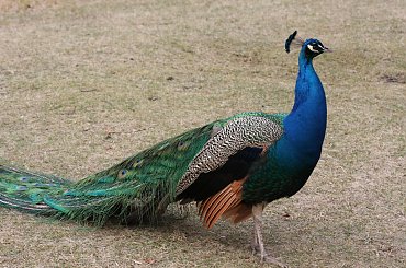 Paw #Łazienki #paw #ptaki #Warszawa