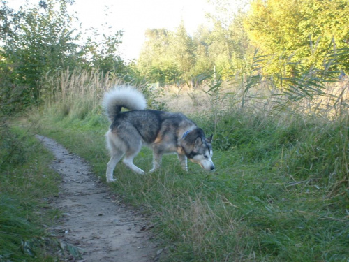 masza i bambosz #MaszaZHowerli #AlaskanMalamute #psy #pies