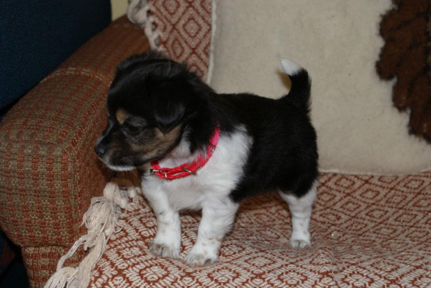 Pierwsze Zdjęcia Mojego Kochanego Piesia #Kisiel #Psy #Pies #Legumina