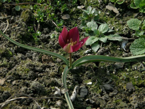 tulipany #KwiatyWiosenne