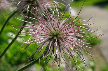 Były sobie sasanki i.... po sasankach :) #sasanki #kwiaty