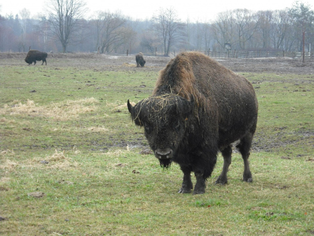 Bizon-Kurozwęki. #bizon #Kurozwęki