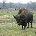 Bizon-Kurozwęki. #bizon #Kurozwęki