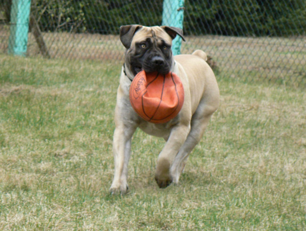 boerboel Shek Xantiland Szejk na sportowo #boerboel #ShekXantiland #MastifAfrykański #Shek #sport