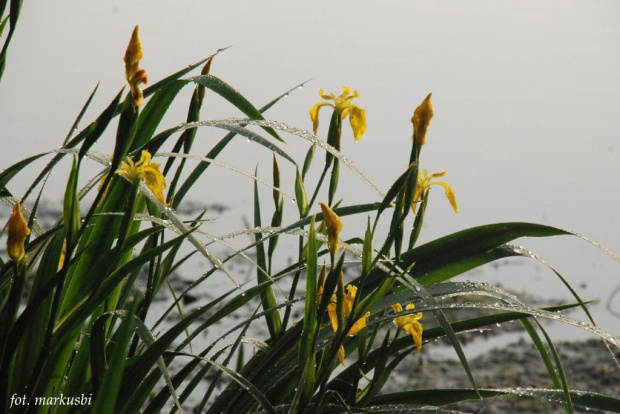 poranek, irysy albo jakaś ich odmiana bo rosną nad wodą... #kwiaty