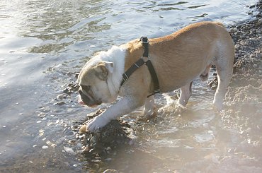 prezes #prezes #buldog