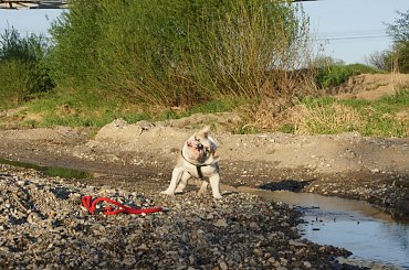 prezes #prezes #buldog