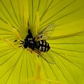 w żółtym #makro #owad #muchówka #kwiat