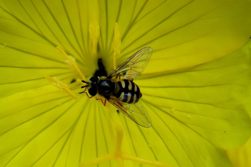 w żółtym #makro #owad #muchówka #kwiat
