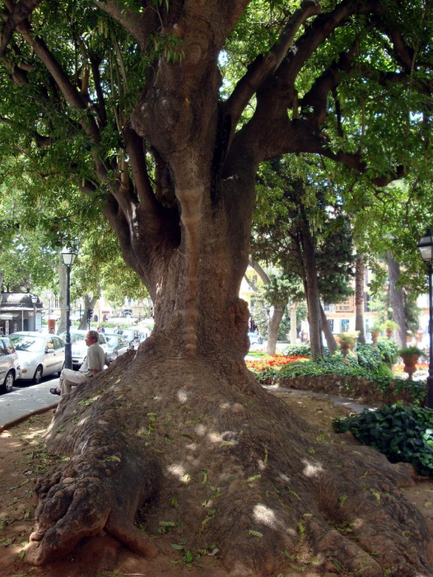 Palma de Mallorca - drzewo przed którym nikt nie przejdzie obojetnie :) #Majorka #PalmaDeMallorca