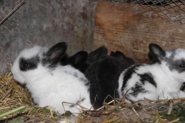 2-tygodniowe króliczki z mojej hodowli ...:))