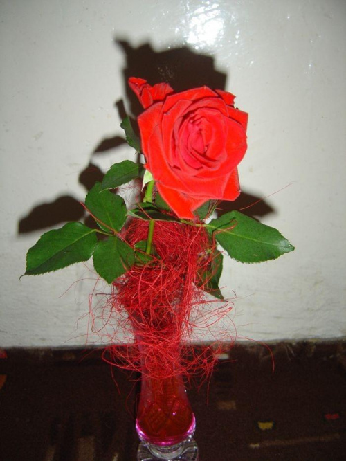#kwiat #natura #róża