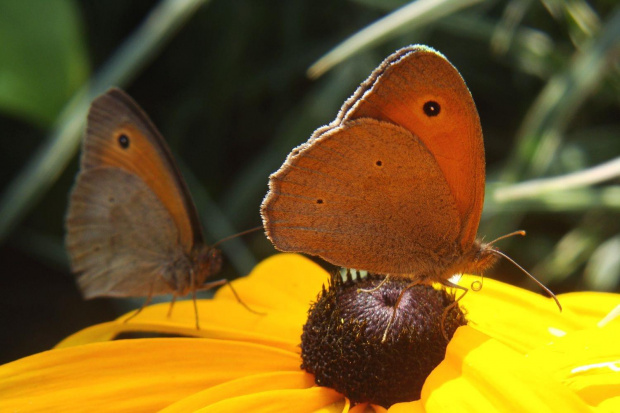 kolejka obowiązuje;D #motyl #makro #lato #owad