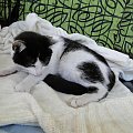 Koty do adopcji #adopcja #adopcje #Gliwice #kocięta #kot #kotki #koty #pomoc #przygarnę #schronisko #zaadoptuję #zwierzęta