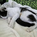 Koty do adopcji #adopcja #adopcje #Gliwice #kocięta #kot #kotki #koty #pomoc #przygarnę #schronisko #zaadoptuję #zwierzęta